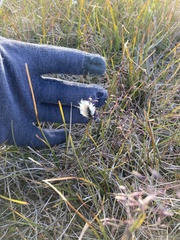Eriophorum