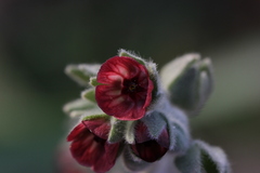 Cynoglossum columnae