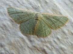 Chlorocoma tachypora