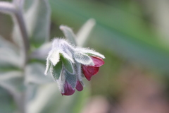 Cynoglossum columnae