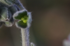 Cynoglossum columnae