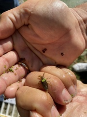Nepomorpha