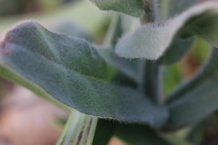 Cynoglossum columnae