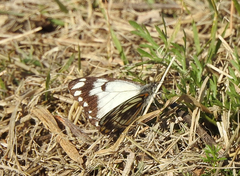 Belenois java
