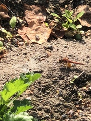 Sympetrum flaveolum
