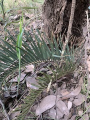 Macrozamia