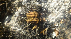 Pelvetia canaliculata