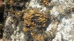 Pelvetia canaliculata