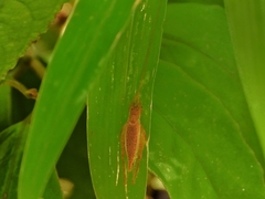Aphonoides