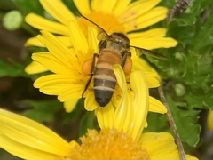 Apis dorsata