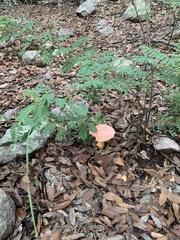Indigofera sphaerocarpa