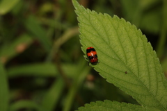 Physosmaragdina nigrifrons