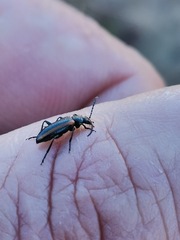Neoeutrapela