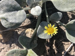 Arctotheca populifolia