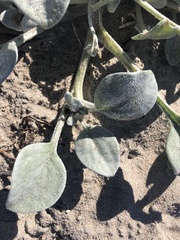 Arctotheca populifolia