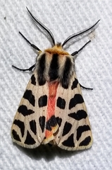 Apantesis incorrupta