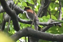 Hemixos castanonotus