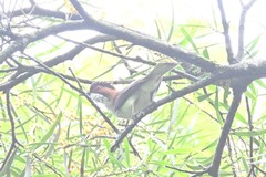 Hemixos castanonotus