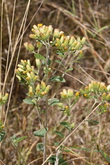 Pentanema squarrosum