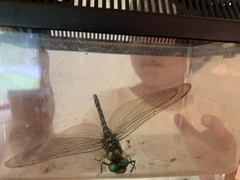 Anotogaster sieboldii sieboldii