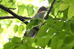 Hemixos castanonotus