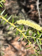 Acacia oxycedrus