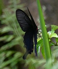 Byasa