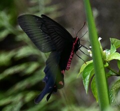 Byasa