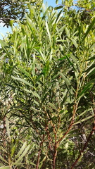 Acacia uncifolia