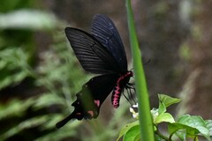 Byasa
