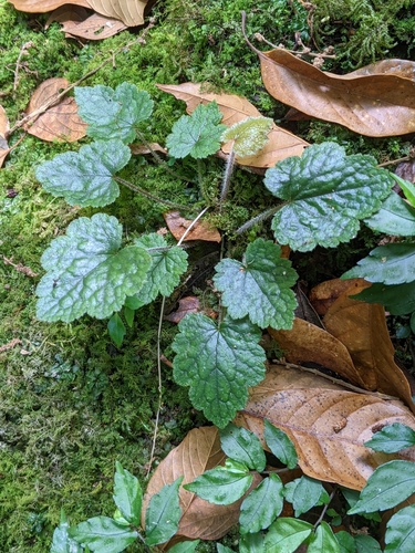 Image of Asimitellaria formosana by (c) Kiwi Shen, some rights reserved (CC BY)