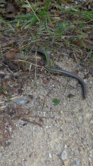 Anguis fragilis