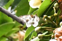 Abraxas amicula-illuminata