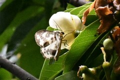 Abraxas amicula-illuminata