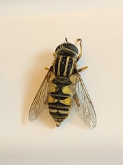 Helophilus pendulus