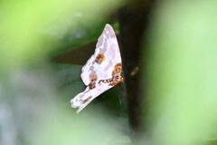 Abraxas amicula-illuminata