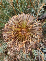 Banksia