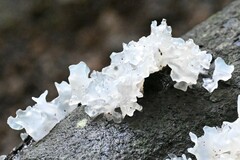 Tremella fuciformis