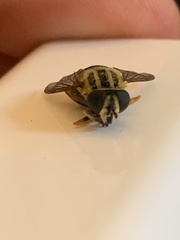 Helophilus pendulus