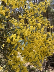 Acacia buxifolia