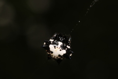 Gasteracantha kuhli