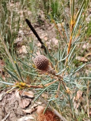 Banksia