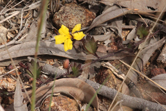 Goodenia rotundifolia