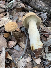 Boletus