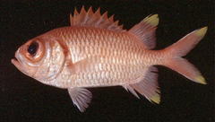 Yellowtip Soldierfish photo 2