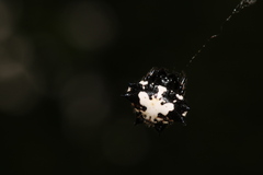 Gasteracantha kuhli