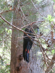 Calyptorhynchus lathami