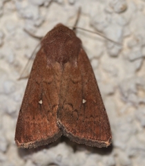 Mythimna albipuncta