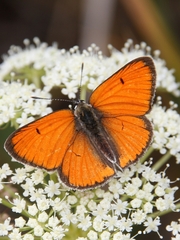 Lycaena dispar