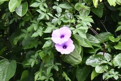 Ipomoea cairica